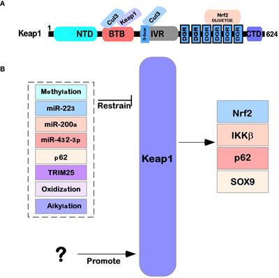 Keap1-Nrf2 pathway: a key mechanism in the occurrence and development of cancer